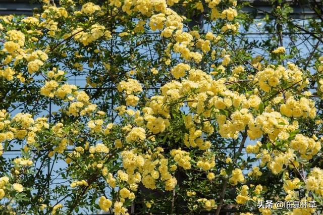 适合临夏地区栽植花卉品种推介