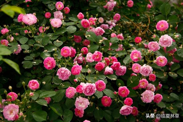 适合临夏地区栽植花卉品种推介