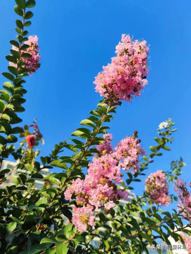 适合临夏地区栽植花卉品种推介