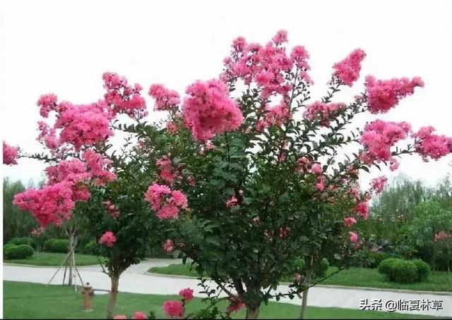 适合临夏地区栽植花卉品种推介