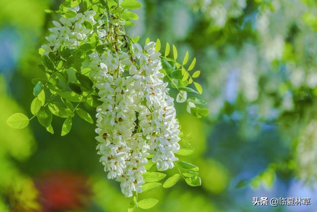 适合临夏地区栽植花卉品种推介