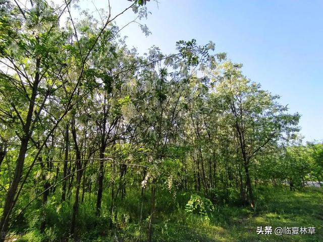 适合临夏地区栽植花卉品种推介