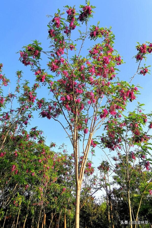 适合临夏地区栽植花卉品种推介