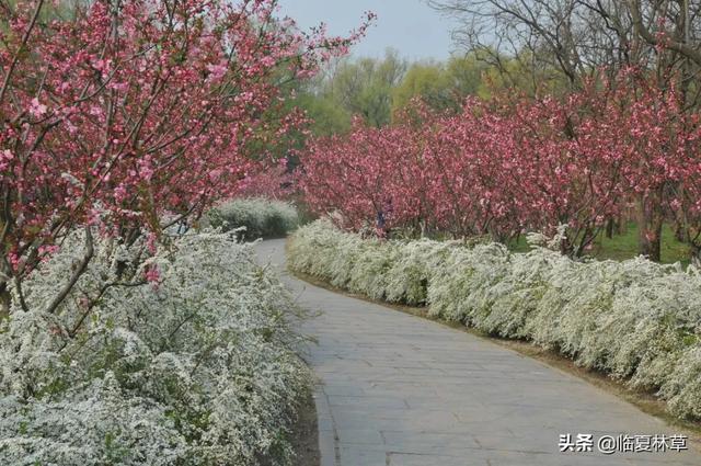 适合临夏地区栽植花卉品种推介