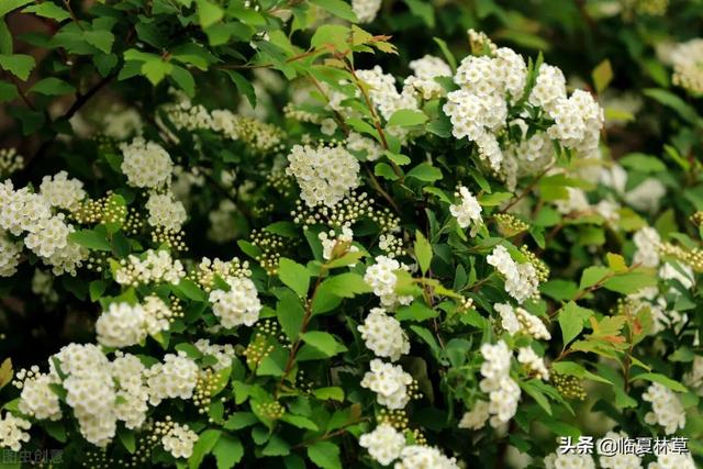 适合临夏地区栽植花卉品种推介