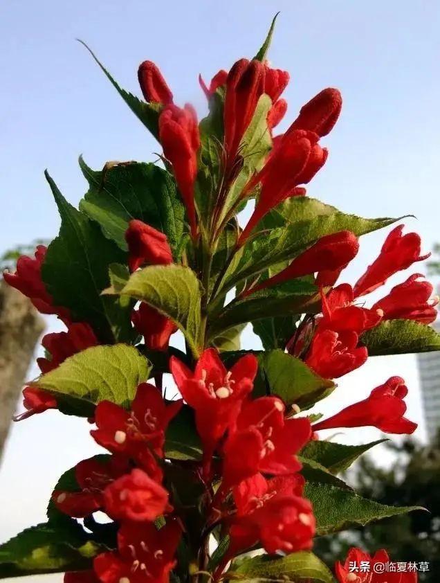 适合临夏地区栽植花卉品种推介