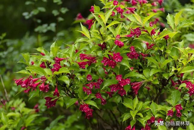 适合临夏地区栽植花卉品种推介