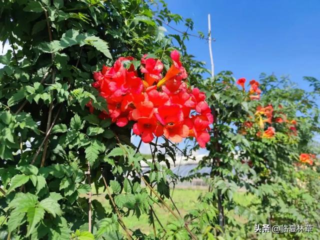 适合临夏地区栽植花卉品种推介