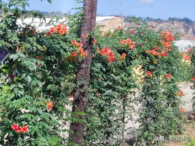 适合临夏地区栽植花卉品种推介