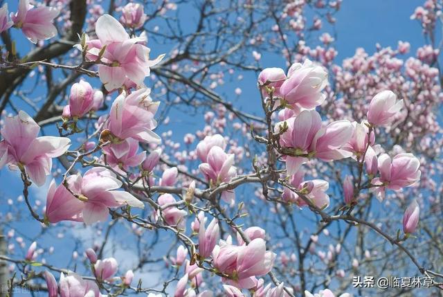 适合临夏地区栽植花卉品种推介