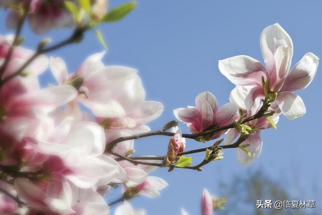 适合临夏地区栽植花卉品种推介