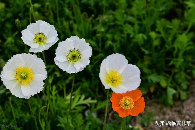 适合临夏地区栽植花卉品种推介