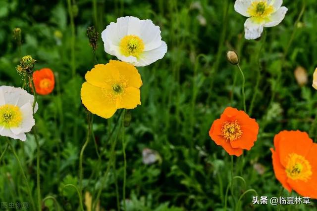 适合临夏地区栽植花卉品种推介