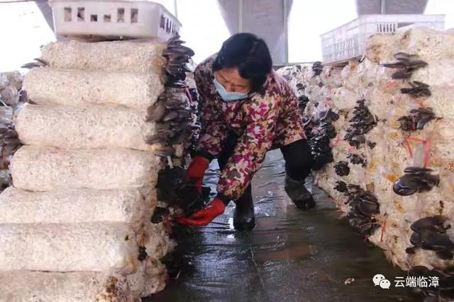 职业农民科学种菇 河北临漳蘑菇飘香致富路