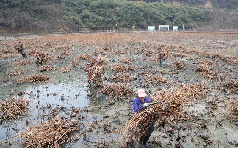 湖北十堰张湾区：不误农时开好春 春耕农忙正当时