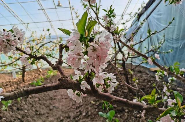 茶淀街道：大棚樱桃花开意正浓