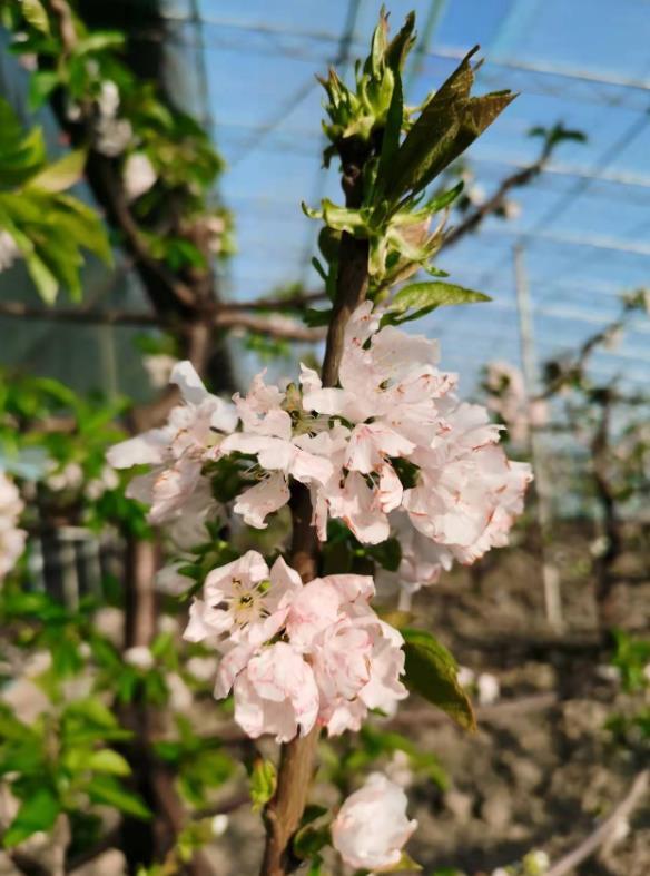 茶淀街道：大棚樱桃花开意正浓