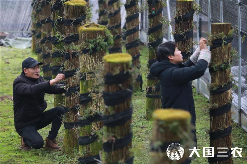 浙江杭州：因地制宜发展特色种植产业