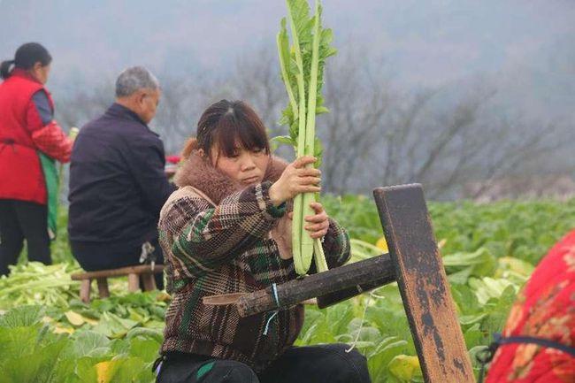 宜宾叙州：芽菜成为群众增收致富的“金叶子”