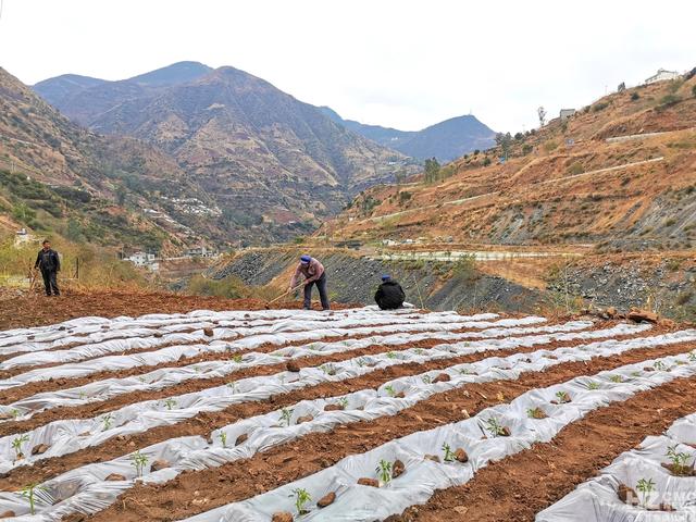 迤车镇低热河谷地带种植500亩冬早蔬菜丰富群众“钱袋子”