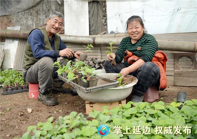 人勤春早 延吉新农村暖窖黄瓜苗长势喜人