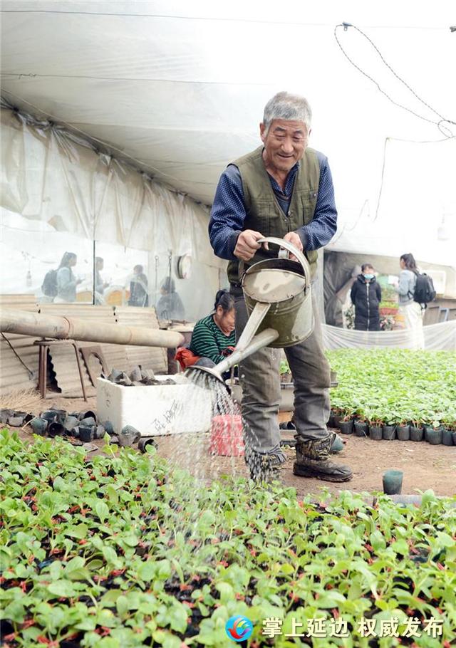 人勤春早 延吉新农村暖窖黄瓜苗长势喜人