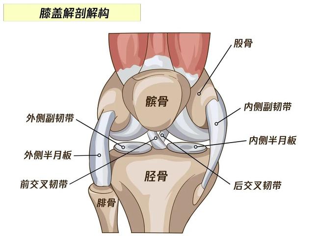 膝关节疼千万别硬扛！这9个膝盖保养知识，学会就赚到