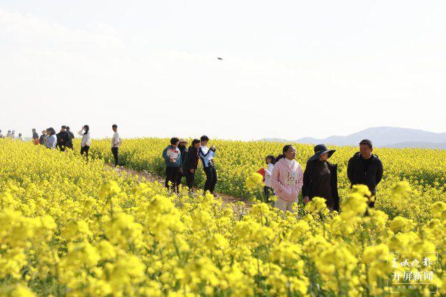 赏花正当时！曲靖“老村长”家门口的千亩油菜花开了