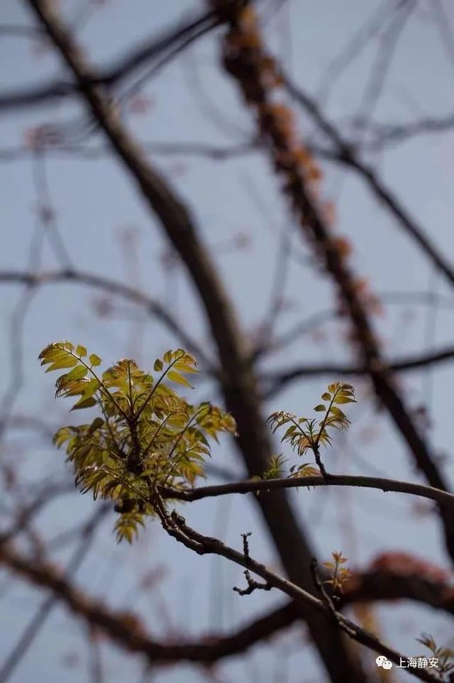 你尝鲜了吗？TA味道浓郁，是时令春菜中的“轻奢”→