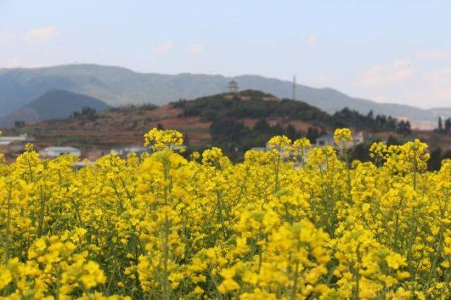 千亩油菜花开 约会芳华一段春