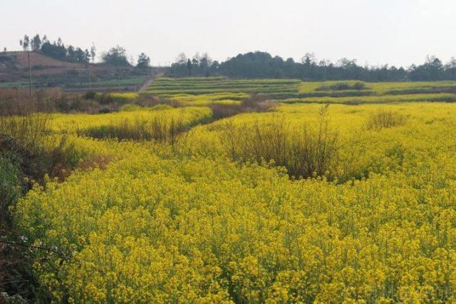 千亩油菜花开 约会芳华一段春