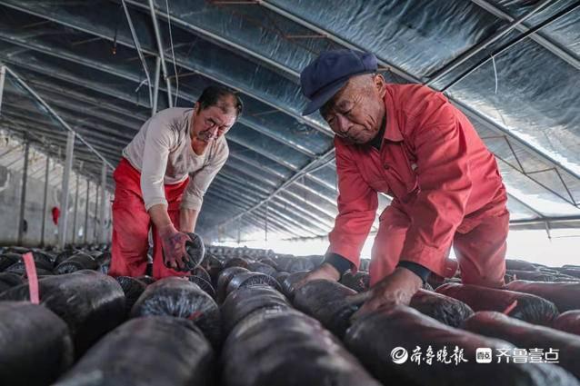 垦利区郝家镇：小蘑菇身后的“大力量”撑起乡村“致富伞”