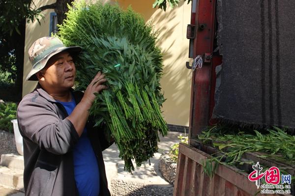 云南元江：新思路蹚出新路子 黄莺花变成“致富花”