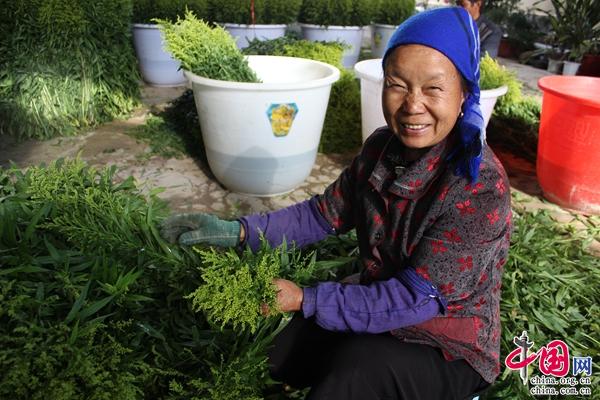 云南元江：新思路蹚出新路子 黄莺花变成“致富花”