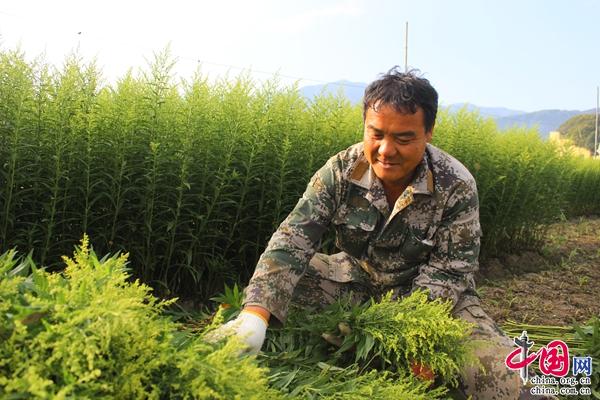 云南元江：新思路蹚出新路子 黄莺花变成“致富花”