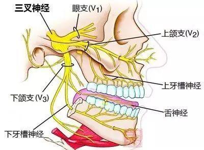 健康科普｜三叉神经痛是什么？千万别把它当牙痛治疗！