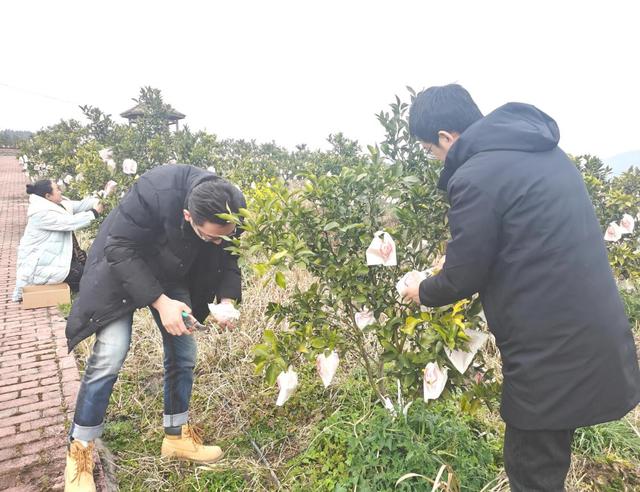 广元剑阁：采摘剑柑喜丰收 产业发展开门红