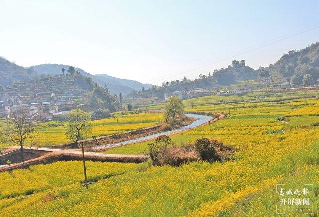 油菜花开小桥坝！保山昌宁田野风光迷人