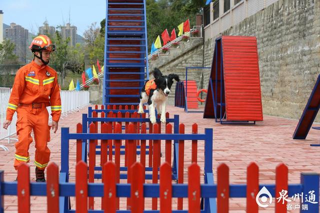 泉州也有了搜救犬训练基地，就在……