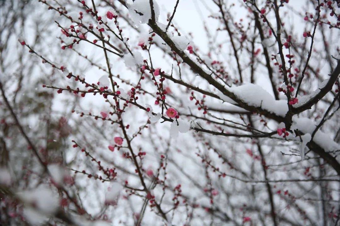 晨悟 | 突然而至的雪