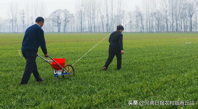 柘城县：小麦春管助丰收