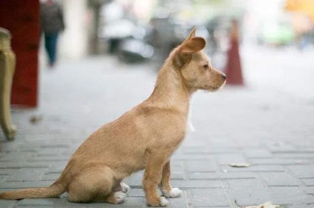 流浪犬的“蓝色港湾” ，很暖！