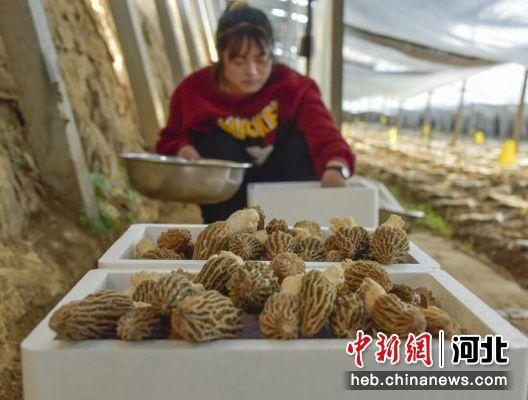 河北遵化：羊肚菌采收忙