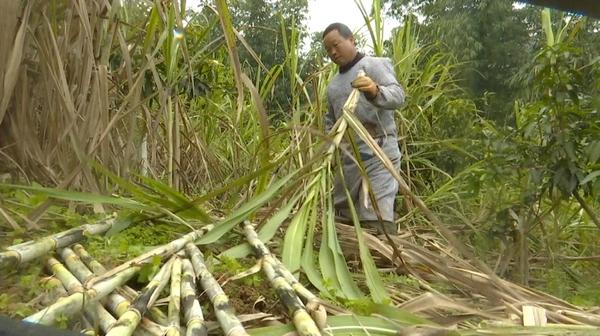 望谟县板陈村：古法红糖熬出“甜蜜生活”