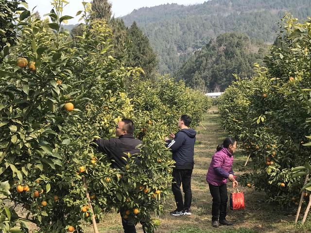 绵阳梓潼万亩沃柑喜获丰收