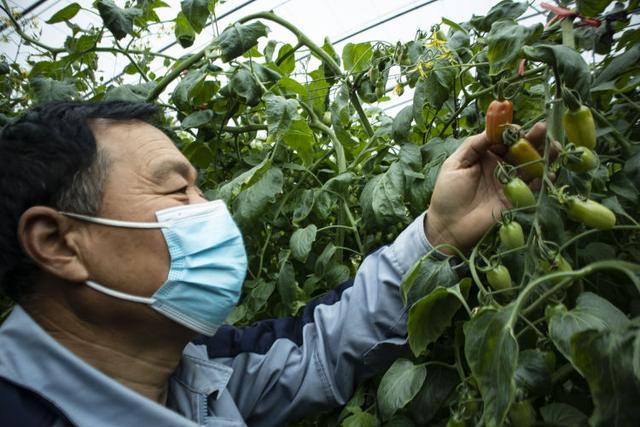 不孬啊，在这里干活——淄博市数字化农业农村建设带来的改变