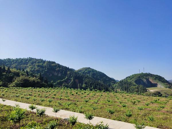 复绿矿山变“金山”