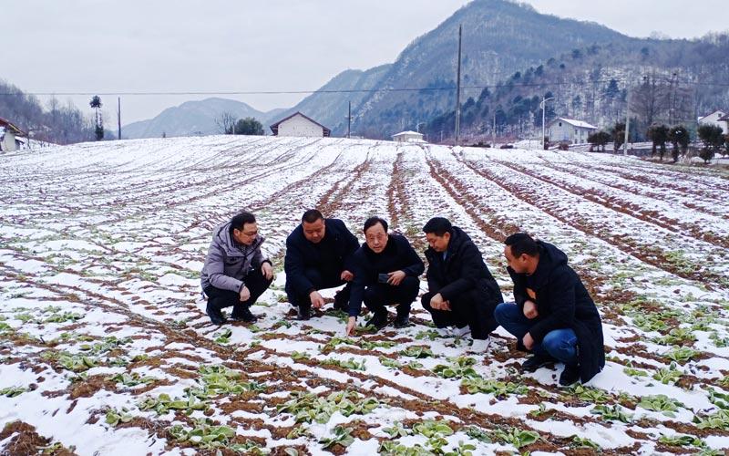 湖北兴山：“烟叶+菜薹”复种模式带动烟农持续增收