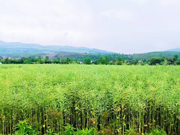 维C含量堪比刺梨 钙含量高于牛奶 贵州油蔬两用型油菜品种“出圈”