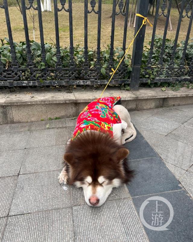 快来领你的花棉袄！它乱穿马路被“暂扣”了